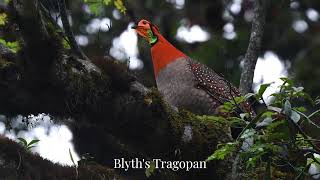 Blyths Tragopan Mishmi Hills April 2023 [upl. by Lebana778]