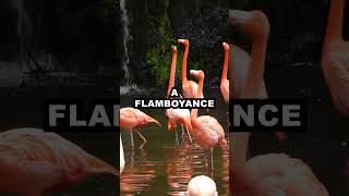 shorts didyouknow Why Are flamingos Called a Flamboyance  Fun Animal Facts [upl. by Eelyek188]