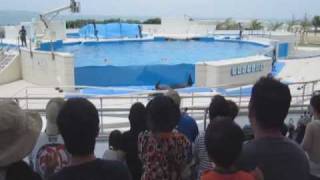 Dolphin Jumps Out of Tank [upl. by Nanette705]