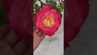 Beautiful bicolor rose trending viralshorts nature [upl. by Brynn]