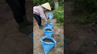 How to grow Moringa from seeds simply [upl. by Erda298]