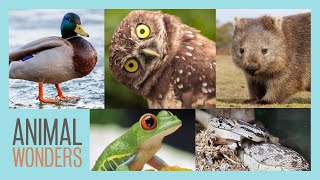 Neat Animal Facts  Compilation [upl. by Aicenaj]