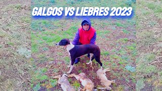 GALGOS VS LIEBRES 2023  samba con apenas 7 meses [upl. by Aggappera]