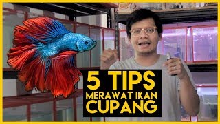 5 TIPS  Memelihara Ikan Cupang [upl. by Zel]