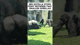 Big Gorilla stops fight between two other Gorillas [upl. by Toombs27]