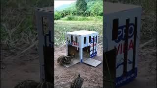 Best Quick Bird Trap Using Cardboard Box How To Make Bird Trap  shorts  Make Traps [upl. by Bleier117]