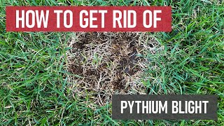 How to Get Rid of Pythium Blight Lawn Fungus amp Disease [upl. by Ball]