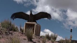 Rescued condor released into the wild [upl. by Morgan]