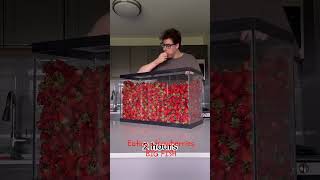 WorldRecord for Eating Strawberries in OneMinute streamer stream showroom showspeed fyp tiktok [upl. by Nnaeel]