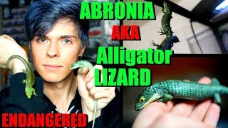 All About The Abronia Graminea  Mexican Alligator Lizard [upl. by Fisch]