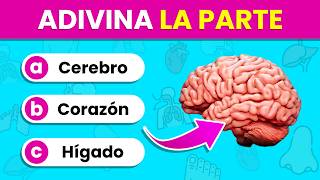 Identifica las PARTES y ÓRGANOS del Cuerpo por la IMAGEN 🫁🤔✅  Test del Cuerpo Humano🧍‍♂️🧍‍♀️ [upl. by Adnowat]