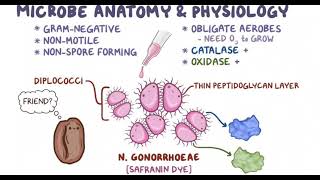 Neisseria gonorrhea [upl. by Bushweller]