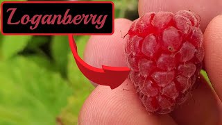 Tasting Loganberry For The First Time [upl. by Neddie]