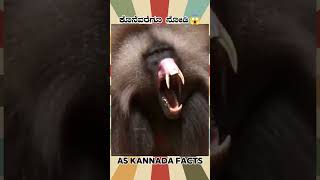 Dangerous Monkeys Fact Video  kannada facts karnataka amazing youtubeshorts trendingshorts [upl. by Etnovad]