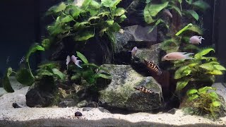 Julidochromis transcriptus Kissi und Neolamprologus gracilis Kapampa im Felsendom [upl. by Shurlocke223]