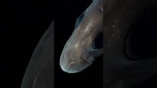 The Mysterious Deep Sea Ghost Shark deepsea [upl. by Cathe]