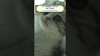 11  le toilettage mutuel cat cute learning [upl. by Otipaga689]