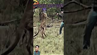 Kangaroo didnt give up Until Last Moment shorts moments trollface [upl. by Ahcropal]