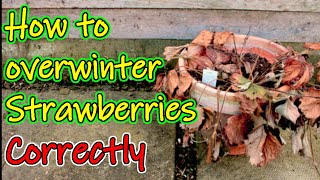 How to Overwinter your Strawberries  Protecting your Strawbs for the Winter UK [upl. by Wallinga]