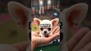 Can You Ace This Dog Trivia Challenge 🐶 Shorts [upl. by Swor]