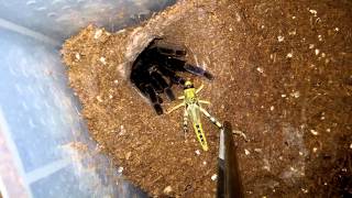 Haplopelma lividum feeding [upl. by Molly]