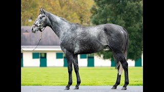 Lot 266 ZERAFA  Arqana Breeding Stock Sale 2024 [upl. by Enaerb923]