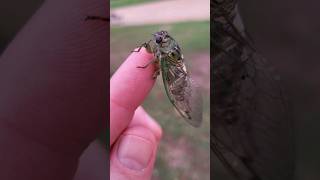 Cicada Washington DC [upl. by Nuahsor]