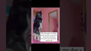 Diamonds amp Pearls 💎 dogshorts dogsofinstagram dog doglover dogs dogsofyoutube dogsoftiktok [upl. by Dielu]