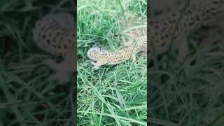 Taking my leopard gecko outside for the first time ￼pt 2 [upl. by Lowis]