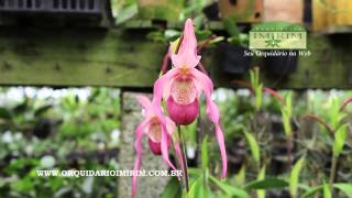 Phragmipedium Schroderae  Orquidário Imirim [upl. by Nnahteb]