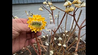 Edgeworthia in full flower You can grow I wider range of plants with a little winter protection [upl. by Patrick258]