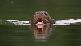 Otter Family Attacks Caiman  BBC Earth [upl. by Tillinger]