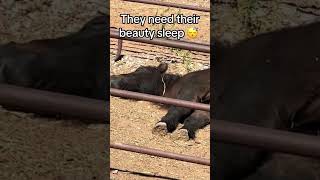 Its hard work being this CUTE 🥹😴 weanling minipony naptime topwindranch oklahomahorses [upl. by Housum]