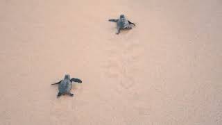 Turtle of Sri Lanka  Short Turtle Video  Animal  Cat  Dog  Snake  Sea [upl. by Erline]