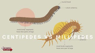 What Are The Differences Between Centipedes amp Millipedes [upl. by Aurita]