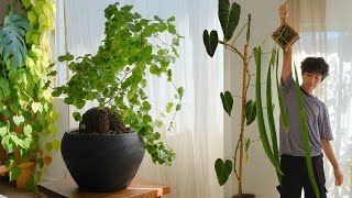 Unique Houseplants for any Collection  favorite plants August 2022 [upl. by Heiner]