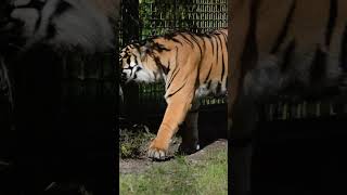 Tiger at Howletts tiger howletts bigcat animals wildlife zoo daysout shorts [upl. by Edgell]