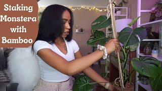 Staking My Monstera  Using Bamboo [upl. by Ellivnarg]