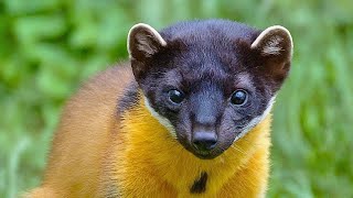 Is it is weasel or a Squirrel No its a Very Aggressive and Rarely seen Yellowthroated Marten [upl. by Sesylu192]