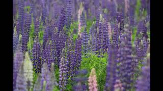 Lupines of Sugar Hill [upl. by Anetta930]