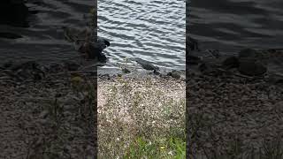 Lapwing Drinks Out Of Lake  Pugneys Country Park birds avian nature [upl. by Quin]