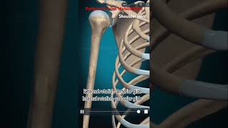 Peripheral Joint Mobilization anatomy anatomy3d mobilization physio shoulderjoint shoulder [upl. by Irama]