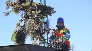 Sunurban Developments  Lodgepole Pine  Cone Picking Mechanical [upl. by Emya]