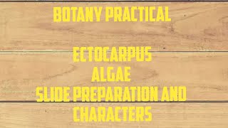 Botany Practical Ectocarpus Alga Slide preparation and characters [upl. by Chimene]