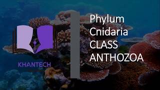 Class Anthozoa  Classification of Phylum Cnidaria [upl. by Rednasela]