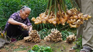 Grandma shares 4 ways to cook ginger｜生薑怎麼做最好吃？阿婆和家人教你4種做法，酸甜鹹味全上｜food f广西 美食 ｜玉林阿婆 [upl. by Yrtua]