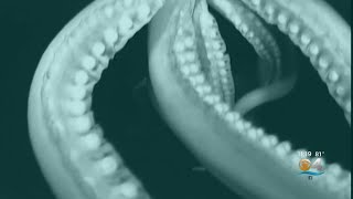 Into The Deep Giant Squid Captured On Video [upl. by Ciredec]