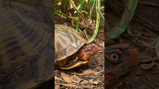 Check Out My Box Turtles [upl. by Llerdna59]