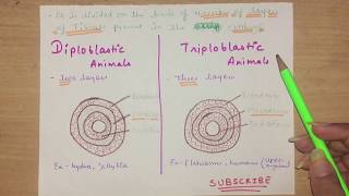 Biology Diploblastic and Triploblastic animals  Basic Diffrence between these [upl. by Ymmot]