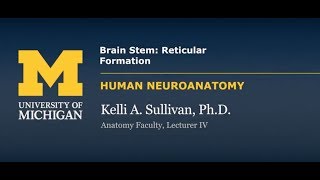 Nervous System Reticular Formation [upl. by Tyrrell]